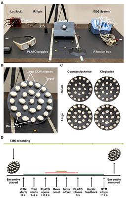 Grasping of Real-World Objects Is Not Biased by Ensemble Perception